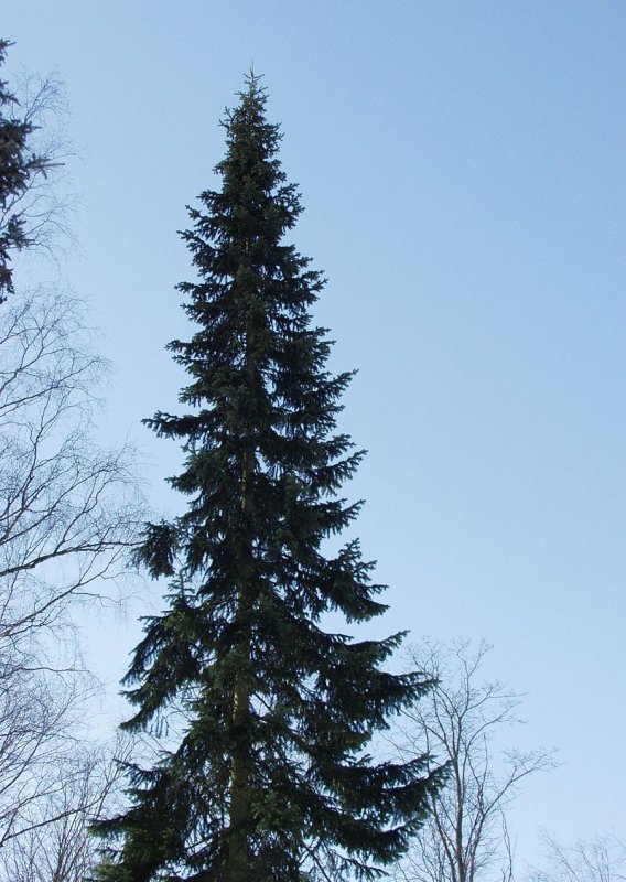 Европейская пихта Abies Alba