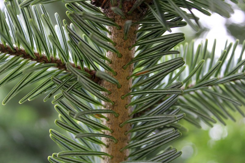 Abies Alba