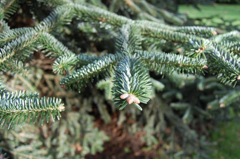 Пихта белая Abies Alba