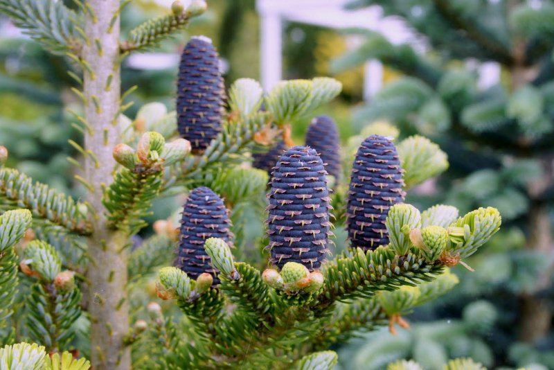 Пихта белая Abies Alba