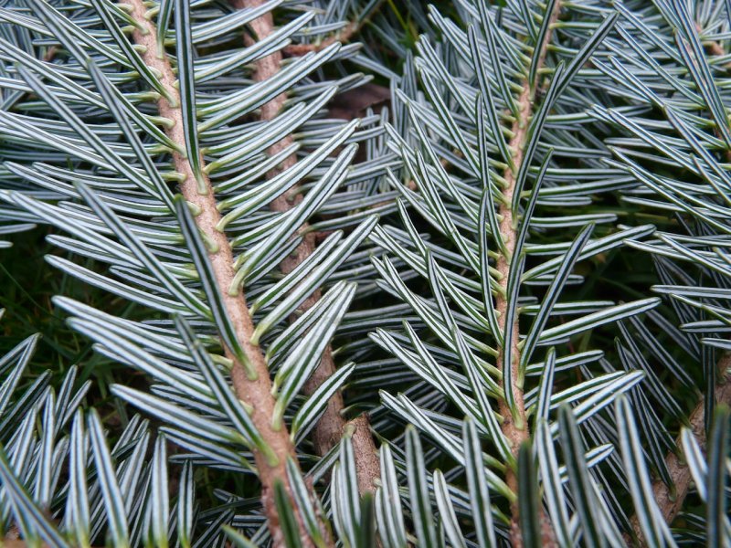Пихта белая Abies Alba