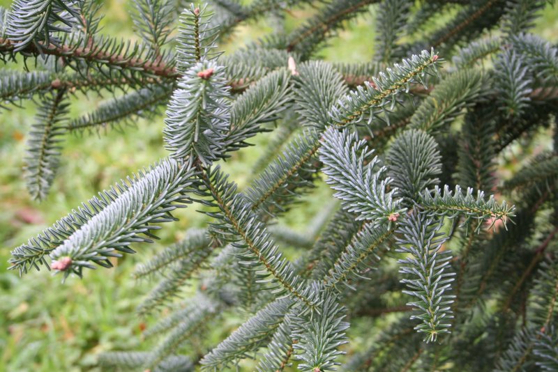Abies nordmanniana 'robusta'