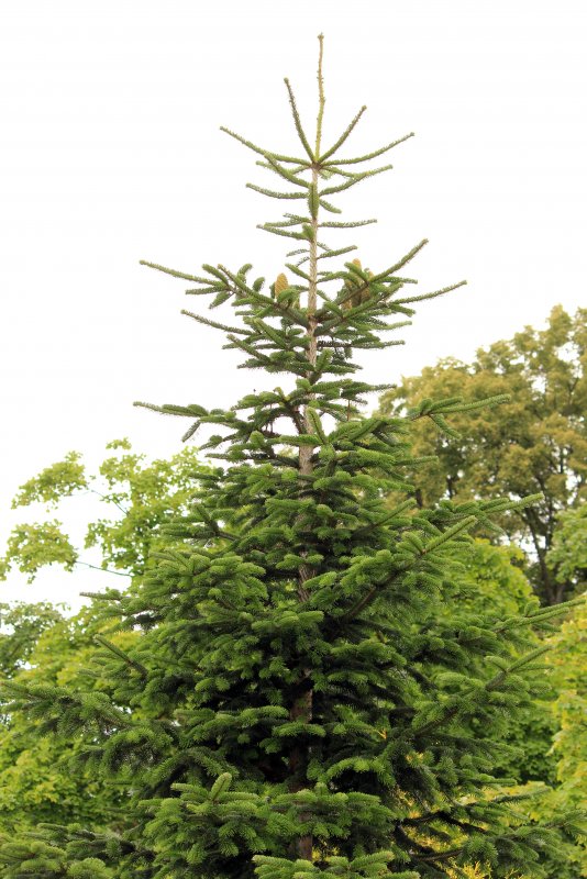 Европейская пихта Abies Alba