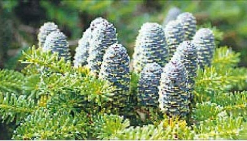 Пихта Alba pyramidalis
