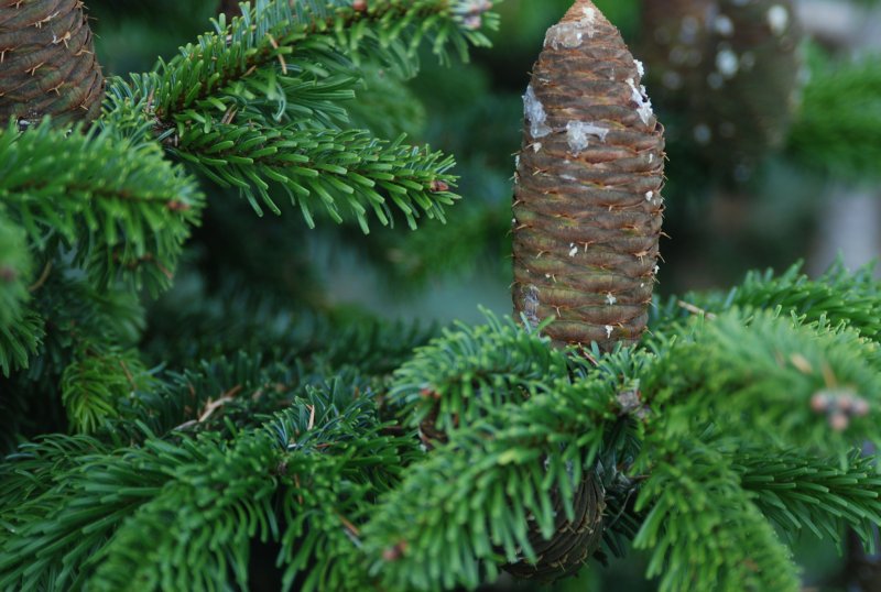 Пихта Сибирская - Abies Sibu