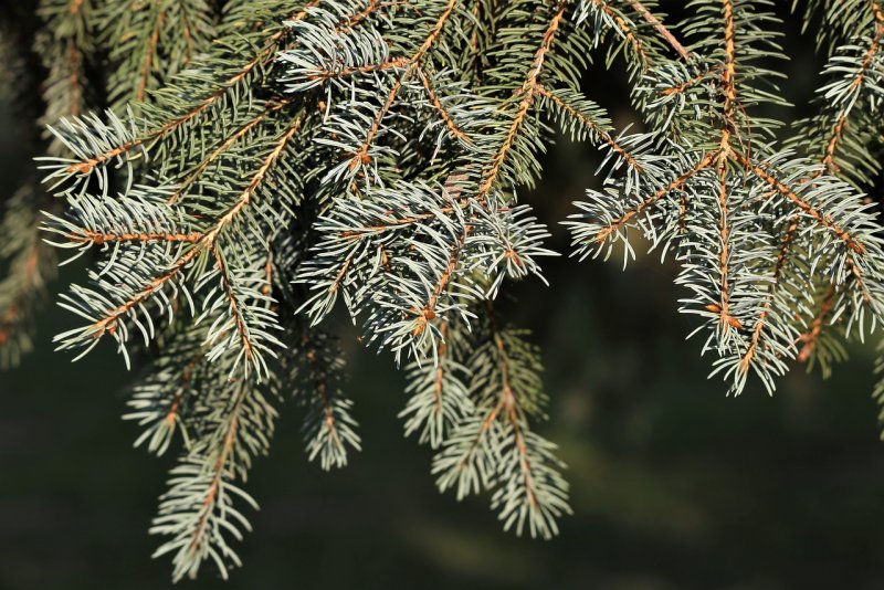 Европейская пихта Abies Alba