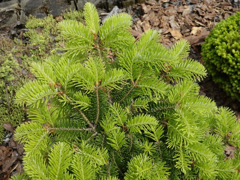 Европейская пихта Abies Alba