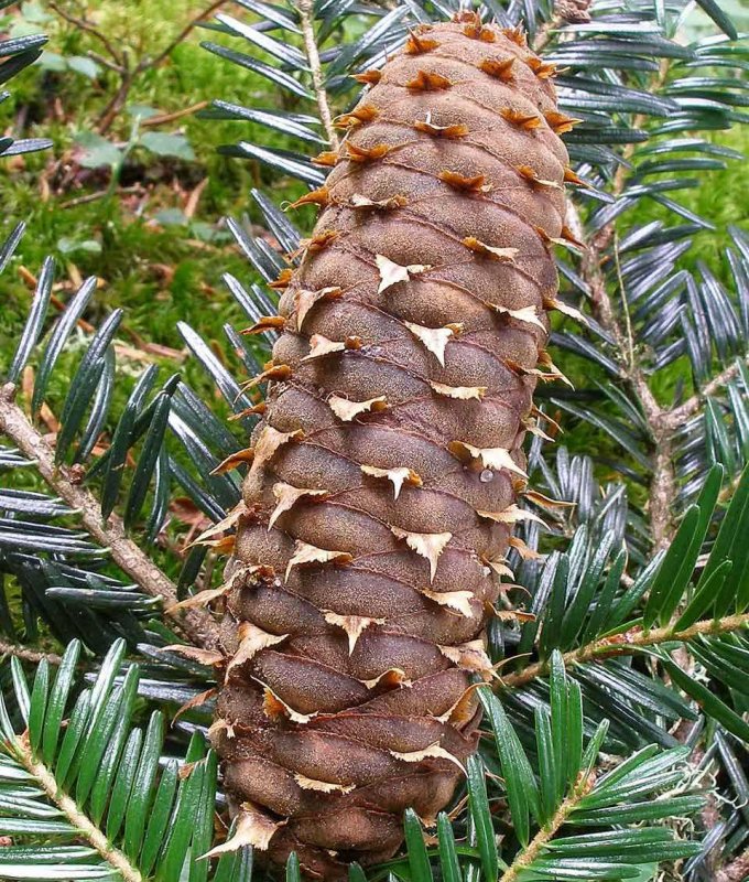 Пихта Abies Alba