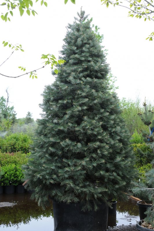 Пихта Abies Koreana Bonsai Blue