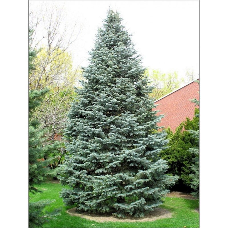 Пихта Сибирская Abies sibirica
