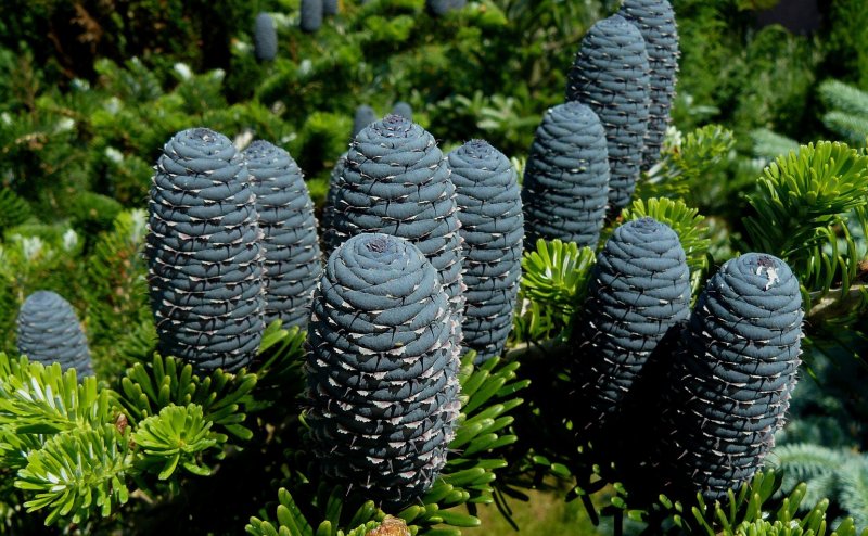Пихта корейская Zenek Abies Koreana Zenek