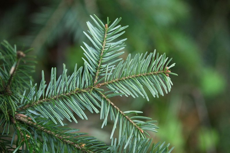 Пихта белокорая Abies Nephrolepis