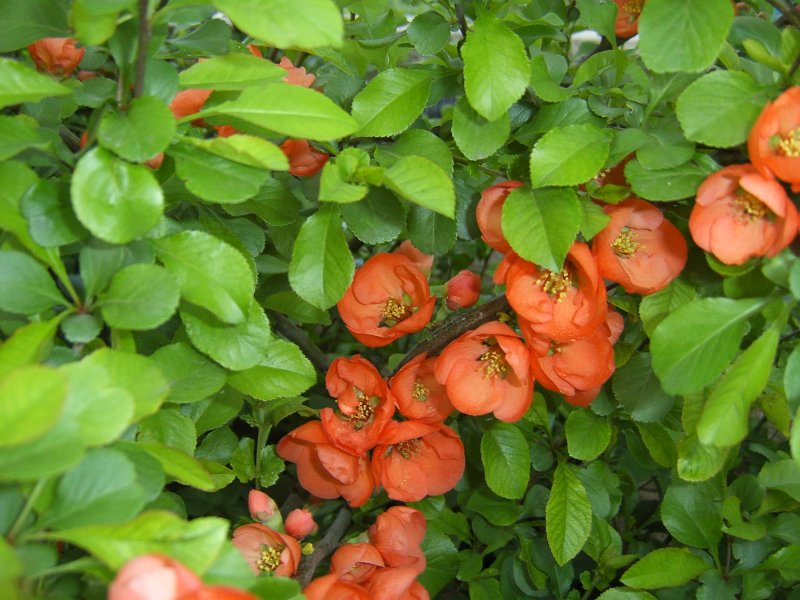 Хеномелес японская айва куст