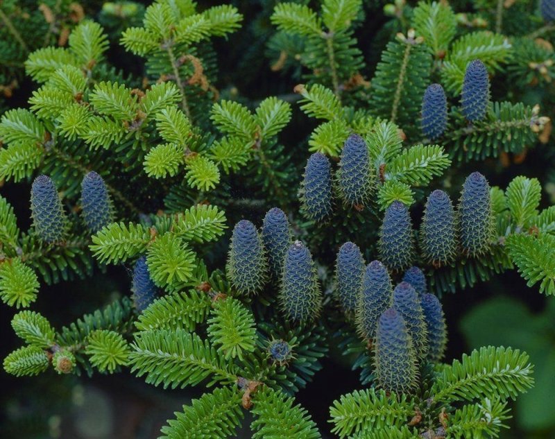 Пихта Abies Koreana