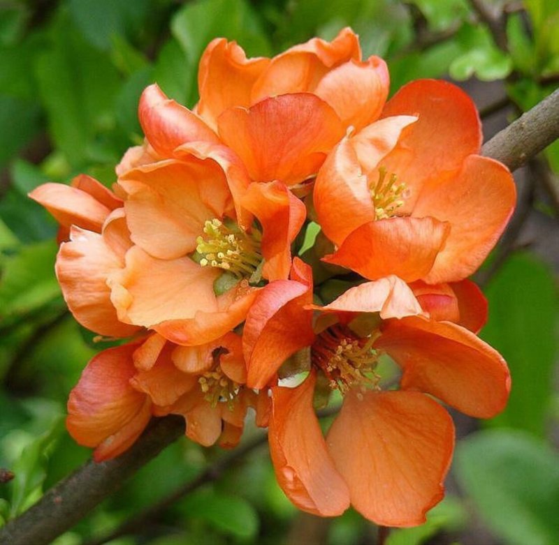 Chaenomeles japonica (хеномелес)
