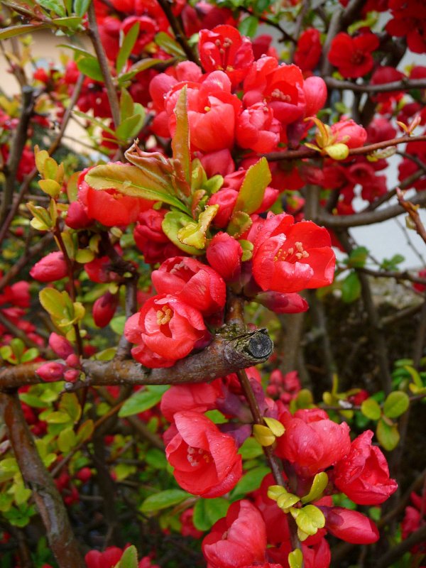 Хеномелес Маулея Chaenomeles maulei