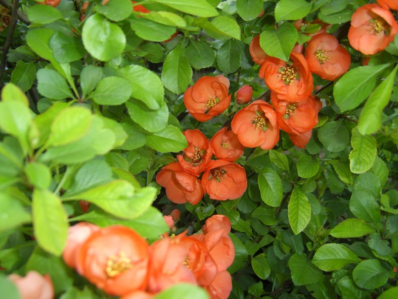 Хеномелес японский (Chaenomeles)
