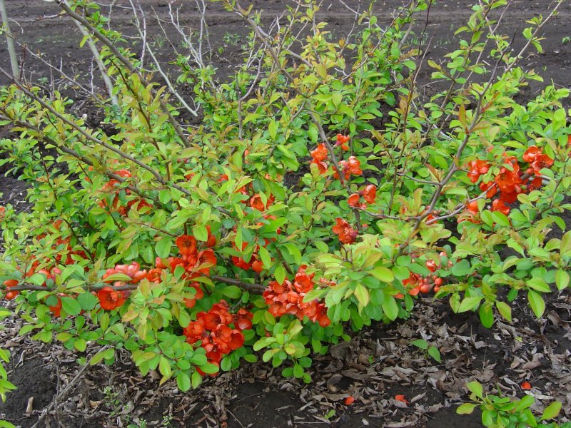 Японская айва кустарник