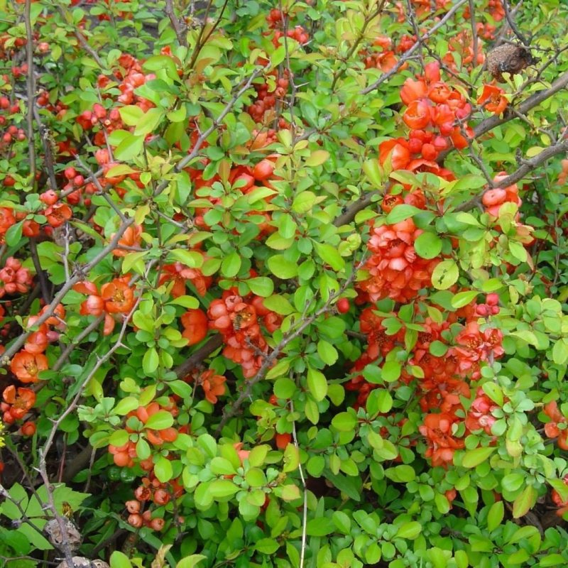 Айва японская куст