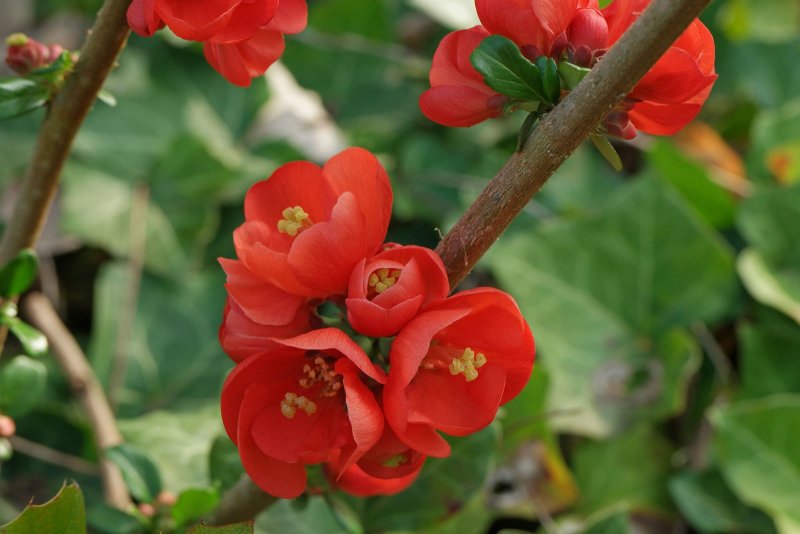 Chaenomeles japonica (хеномелес)