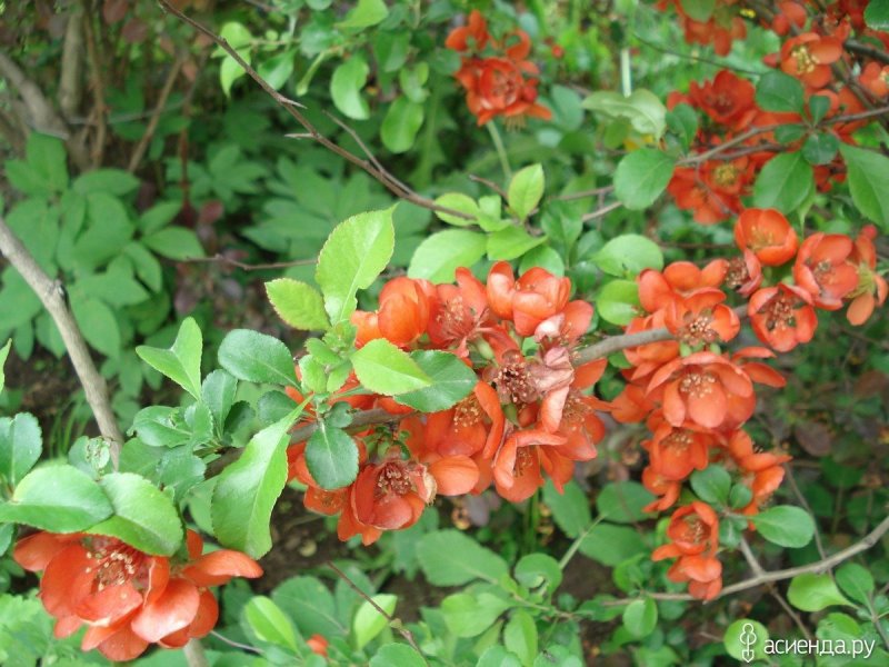 Chaenomeles japonica куст