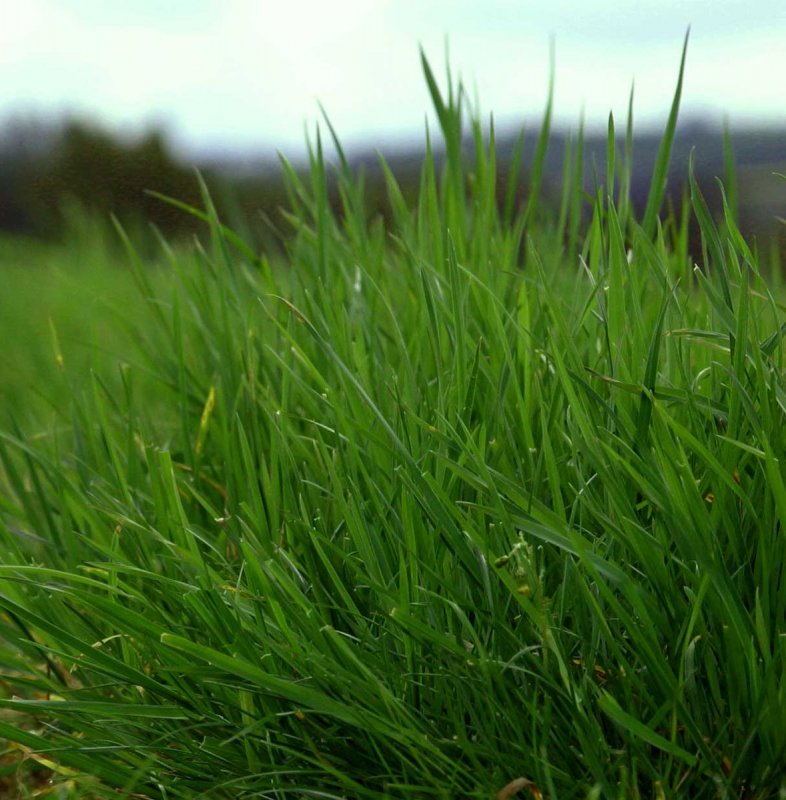 Овсяница тростниковая (Festuca arundinacea l.)