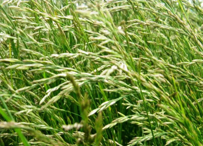 Festuca arundinacea