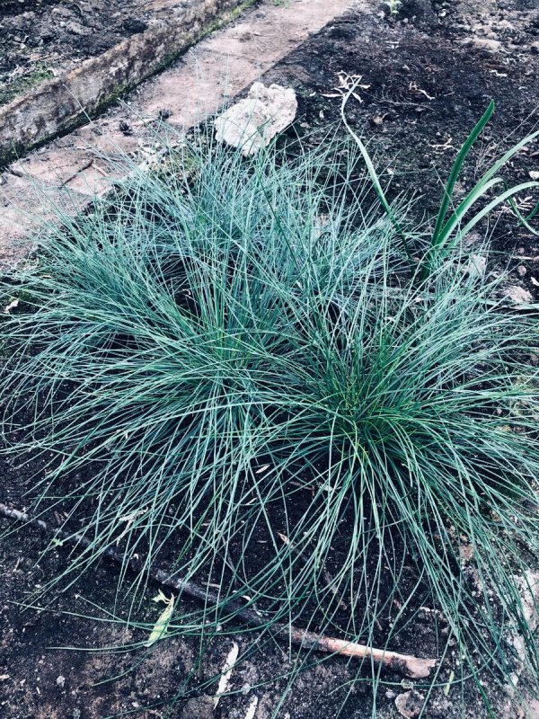 Festuca glauca Elijah Blue