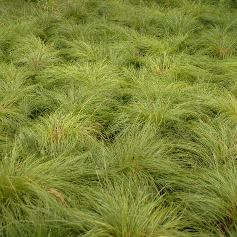 Овсяница Луговая (Festuca pratensis HUDS.)