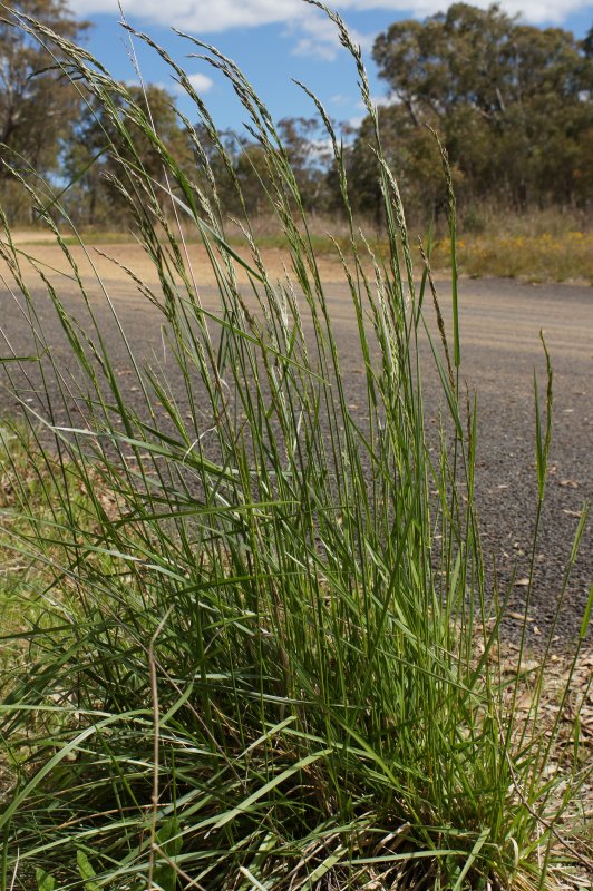 Овсяница Луговая (Festuca pratensis)