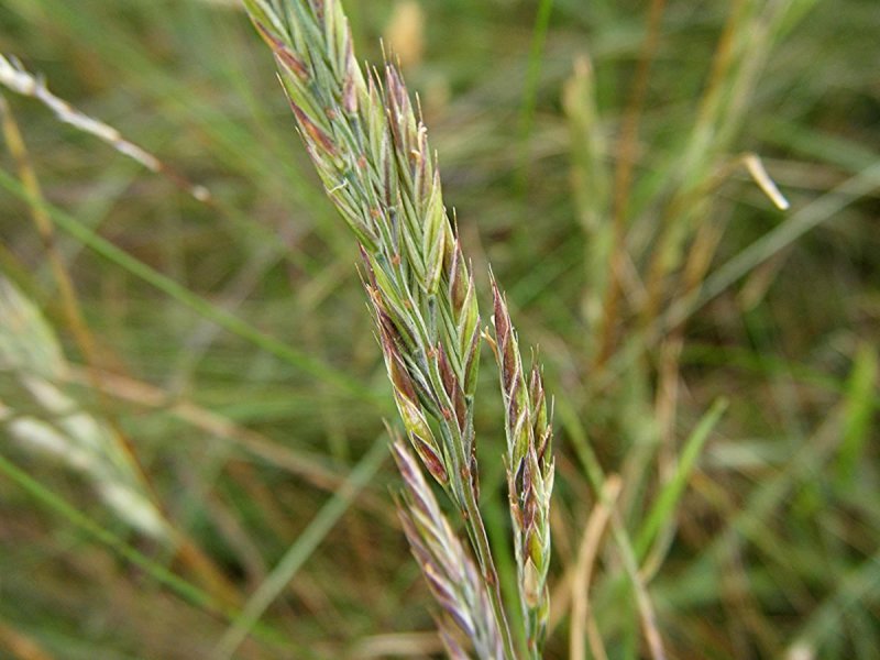 Овсяница Луговая (Festuca pratensis)