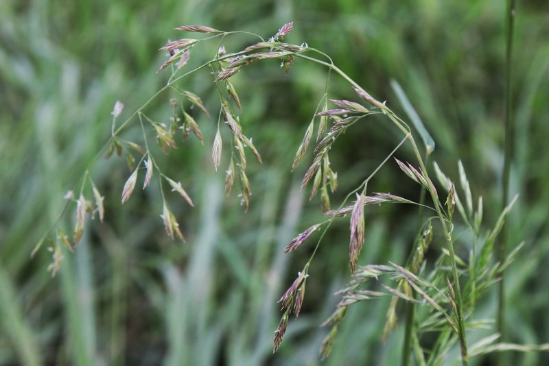 Овсяница Луговая (Festuca pratensis)