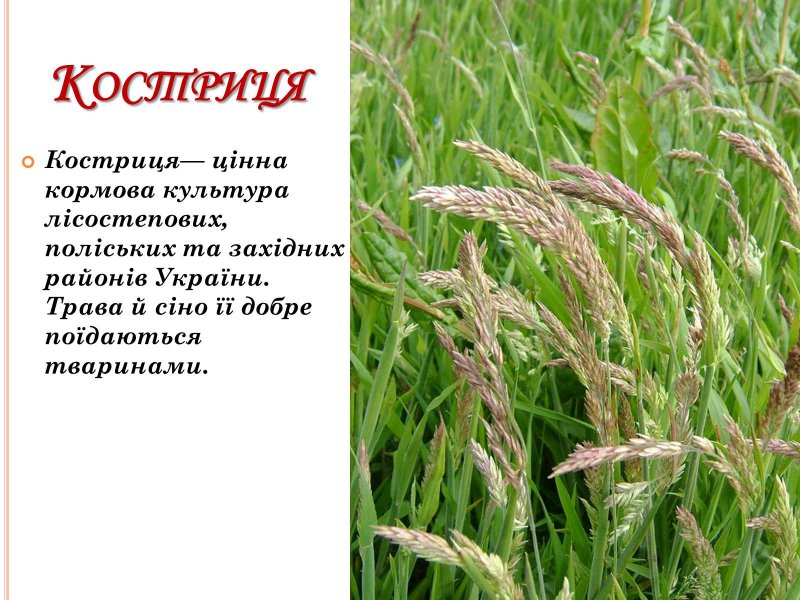 Овсяница красная Festuca rubra l.