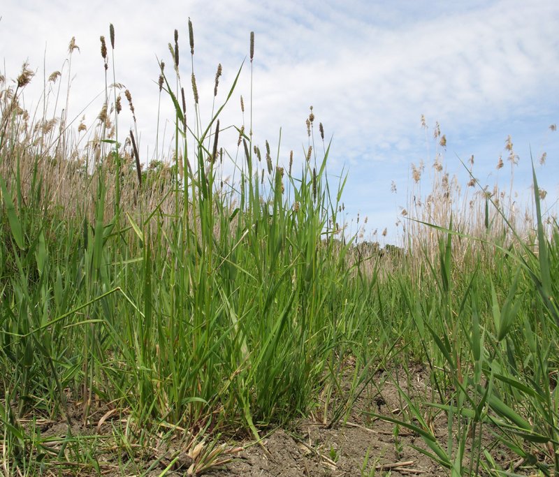 Овсяница Луговая Festuca