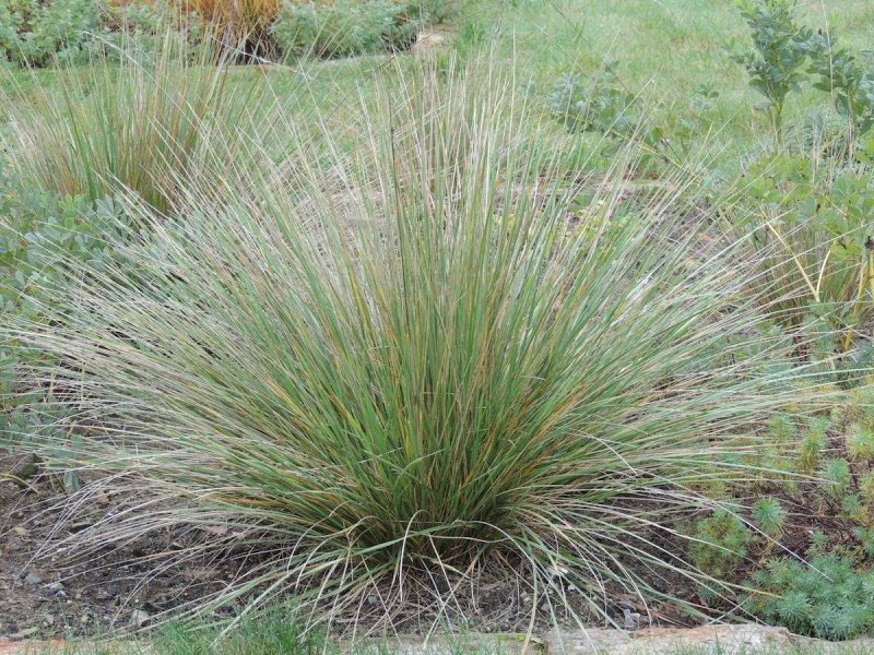 Овсяница овечья (Festuca ovina l.)