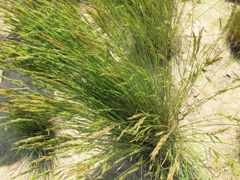 Овсяница (Festuca)