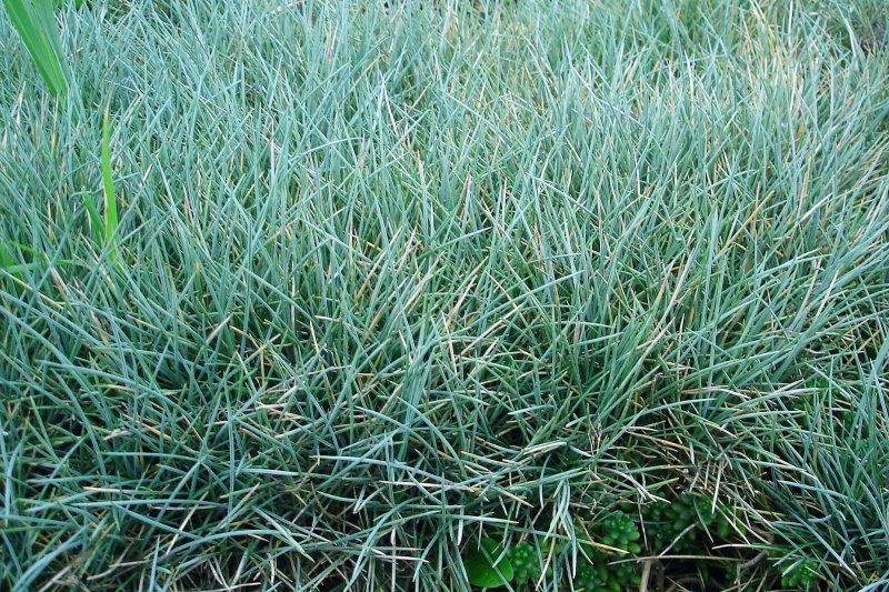 Овсяница (Festuca)