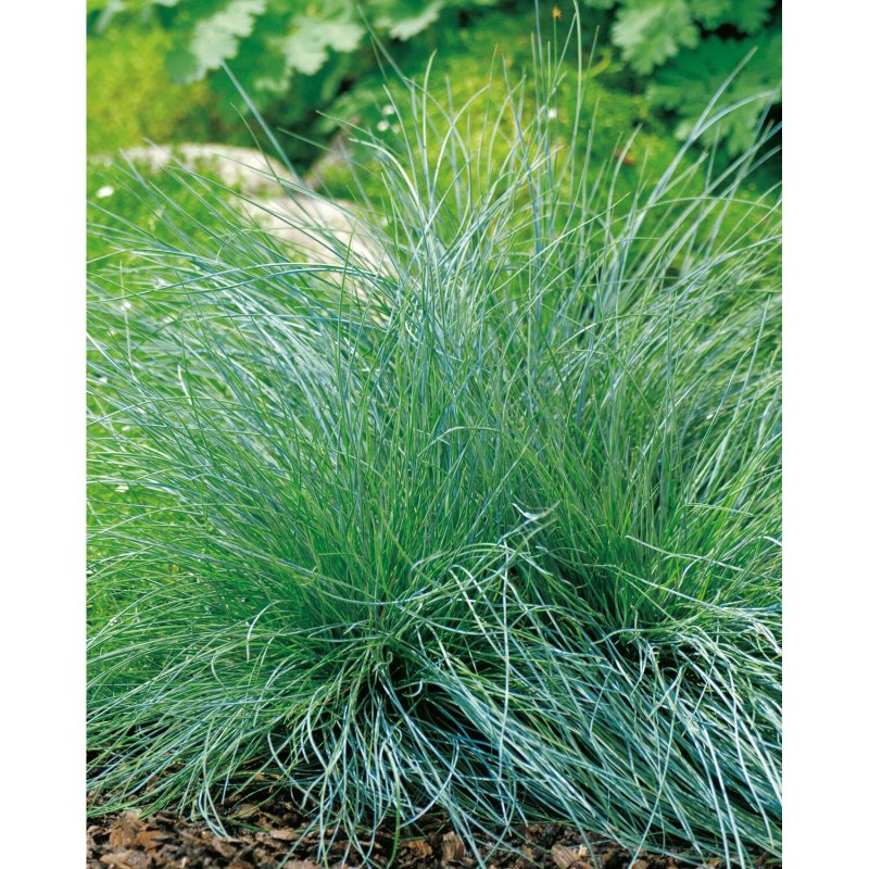 Festuca orientalis