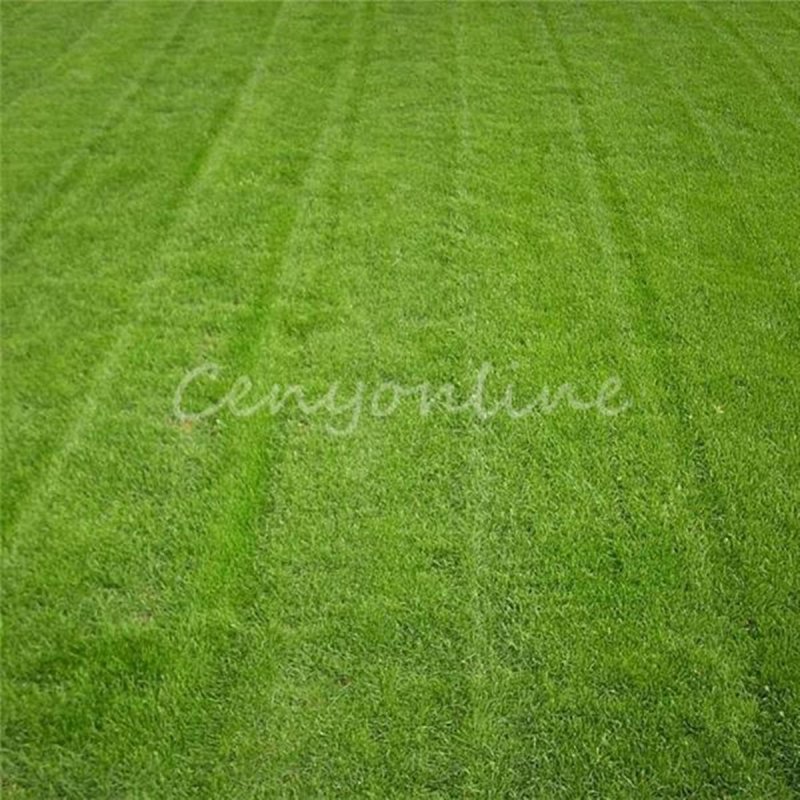 Овсяница Луговая (Festuca pratensis HUDS.)