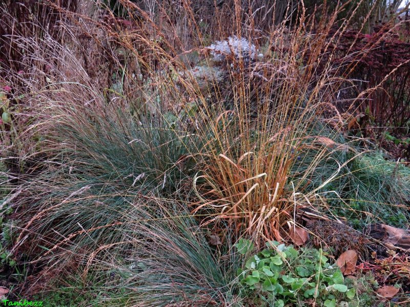 Festuca arundinacea