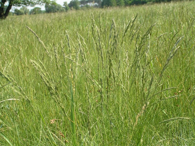 Bahia grass