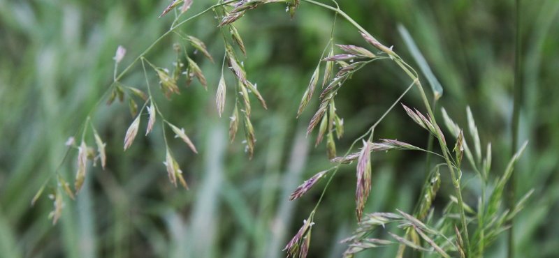 Phalaris Aquatica