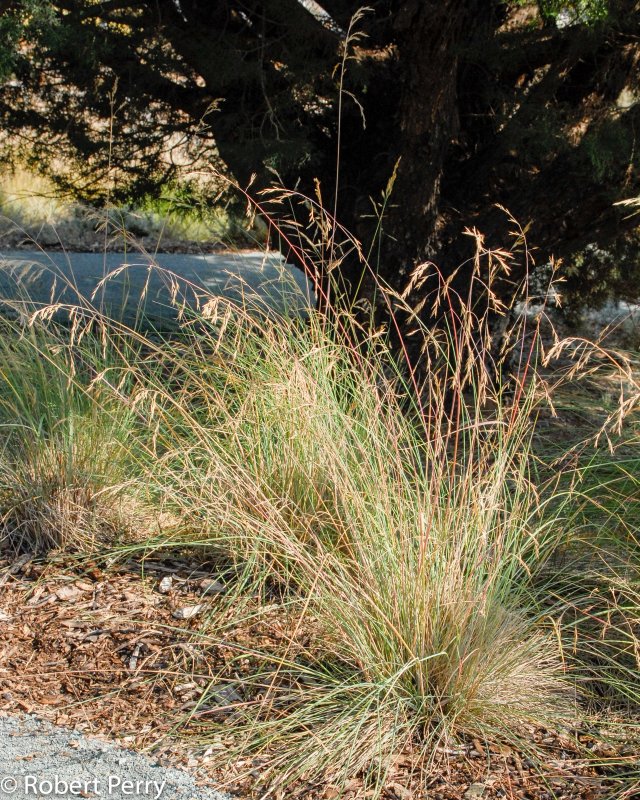 Овсяница Луговая (Festuca pratensis)