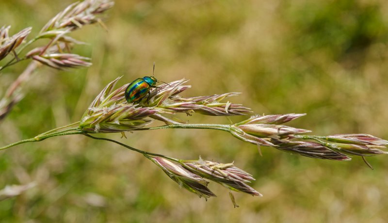 Sporobolus heterolepis Споробол раскидистый