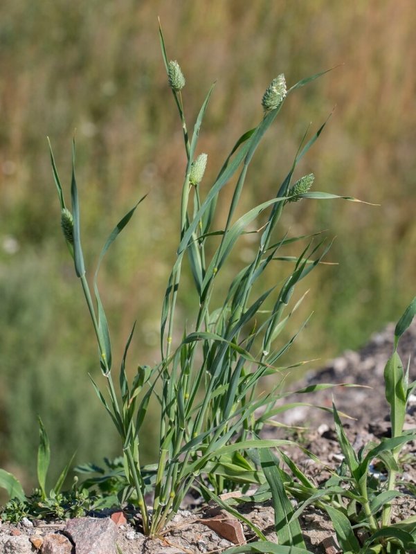 Festuca orientalis