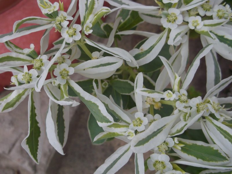 Молочай окаймленный (Euphorbia marginata) Mountain Snow