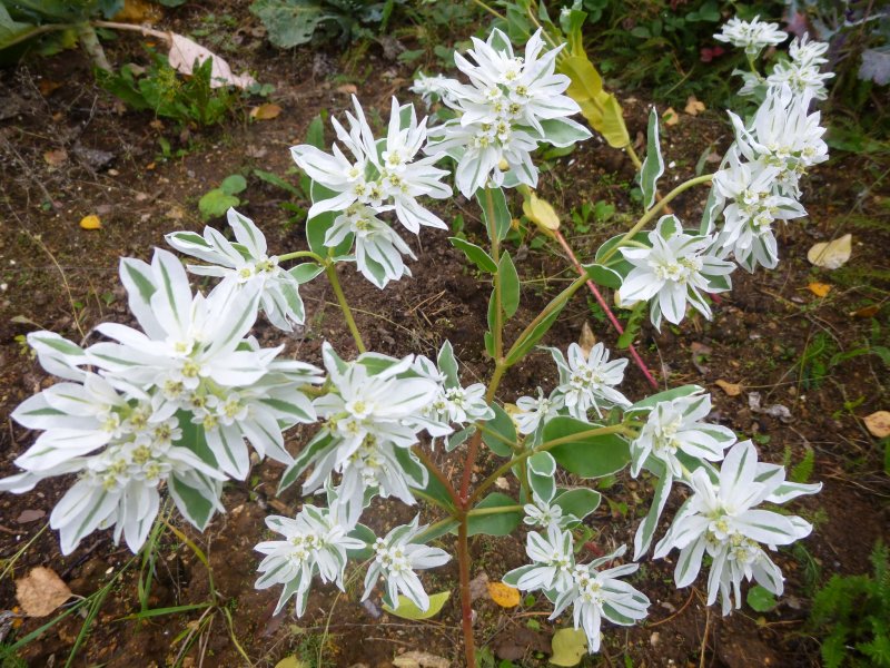 Snow on the Mountain Euphorbia