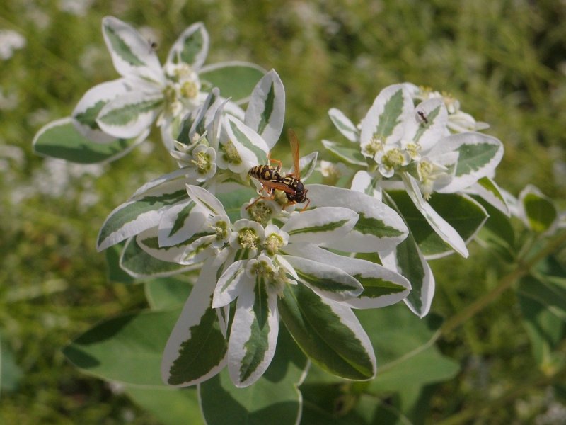 Euphorbia characias Tasmanian Tiger