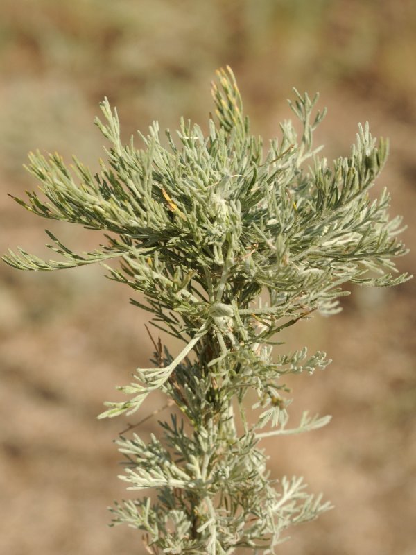 Artemisia arborescens