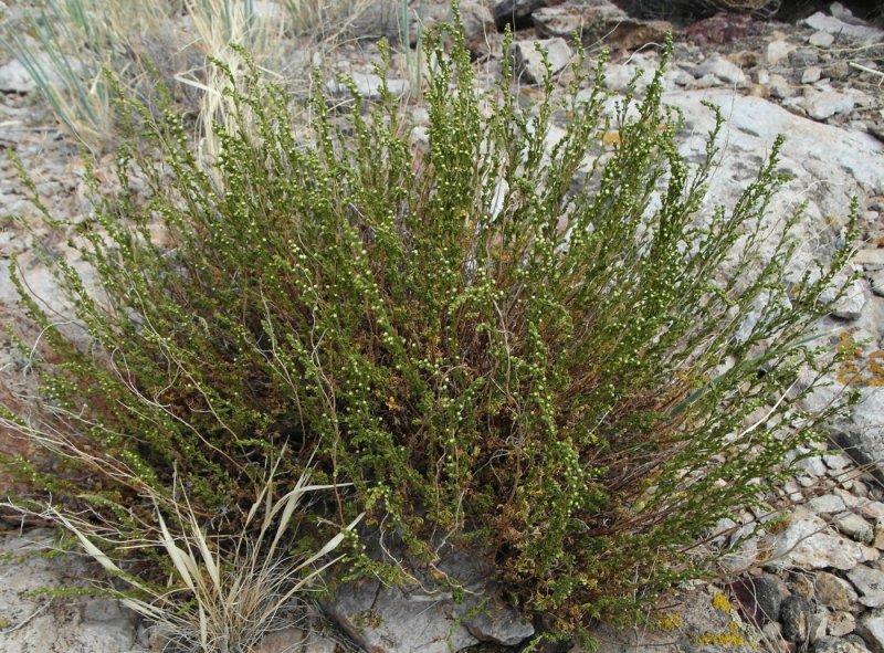 Полынь цитварная (Artemisia Cina)
